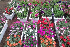 Top 4 Địa chỉ mua hạt giống hoa uy tín và chất lượng tại Hà Nội