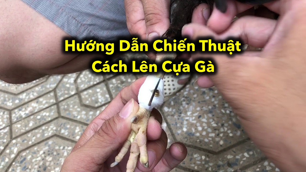 Hướng Dẫn Chiến Thuật Cách Lên Cựa Gà