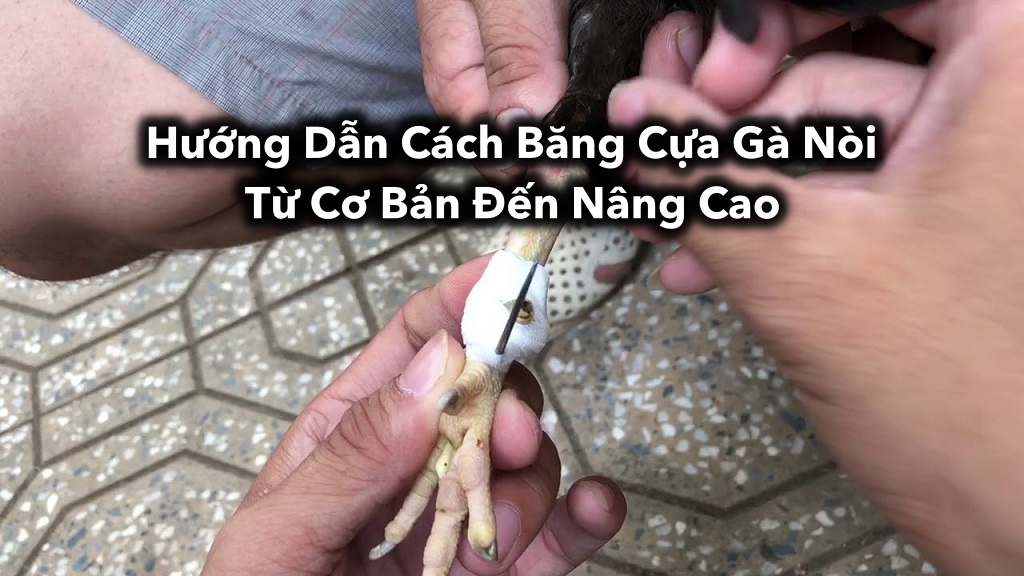 Hướng Dẫn Cách Băng Cựa Gà Nòi: Từ Cơ Bản Đến Nâng Cao