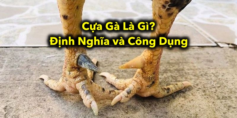 Cựa Gà Là Gì: Định Nghĩa, Công Dụng và Cách Sử Dụng