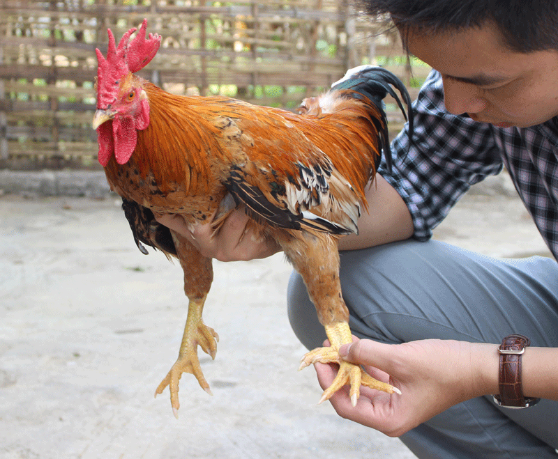 Làm Sao Biết Gà Đá Có Cựa Hay Không