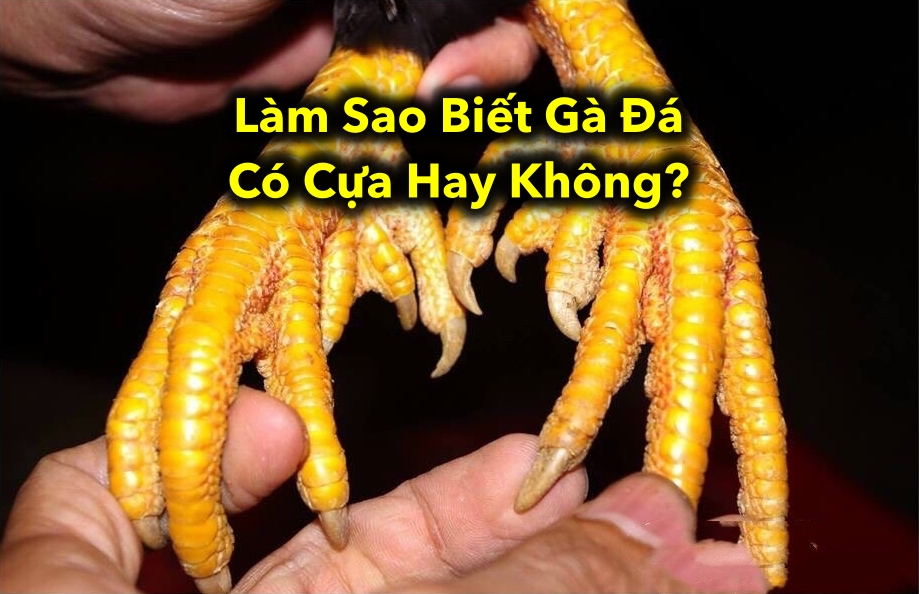 Làm Sao Biết Gà Đá Có Cựa Hay Không: Bí Quyết để Phân Biệt